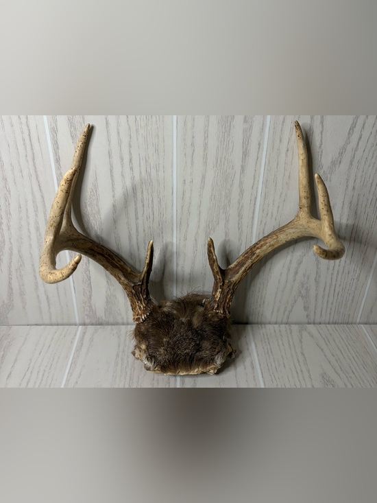 Other - Vintage Whitetail Deer Antlers With Skull Cap Rustic Man Cave Cabin Decor 4